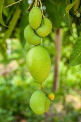 Small green mangoes hanging with Mango tree.