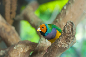 Gouldian finch bird standing on branch.