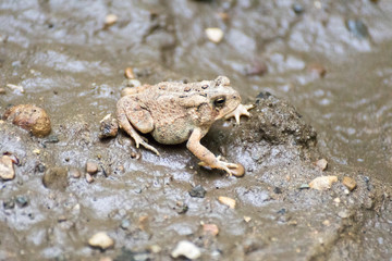 Hiding Frog