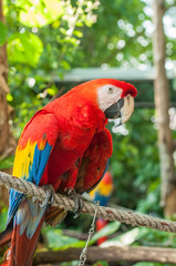 Plakat Portrait Single macaw bird in green park.