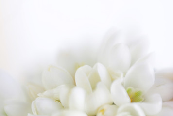 Obraz na płótnie Canvas Blur flower background. Made with lens-baby and macro-lens.