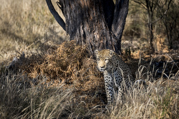 Leopard