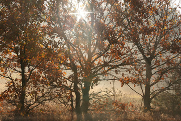 Autumn trees with leafy leaves through which the sun rays pierce