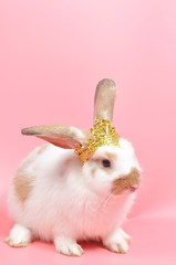 Cute rabbit wearing golden crown on pink background.