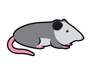 cartoon vector illustration of an opossum