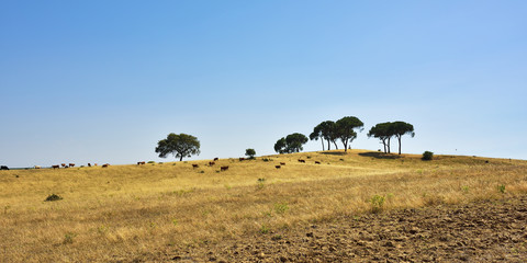 Fototapeta na wymiar Rural landscape, Portugal