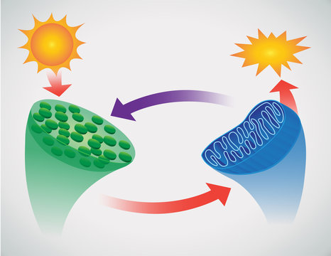 vector illustration of photosynthesis