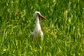 White Stork in the meadow in the morning