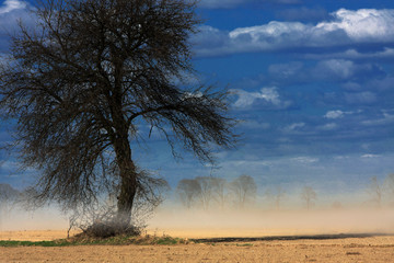 A lonely tree and a cloud of sand raised by a fast blowing wind