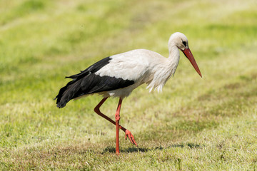 White Stork in the meadow in the morning