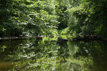 Lush vegetation near river reflecting in water. Beautiful nature background. Foliage reflection in summer.