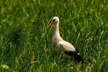 White Stork in the meadow in the morning