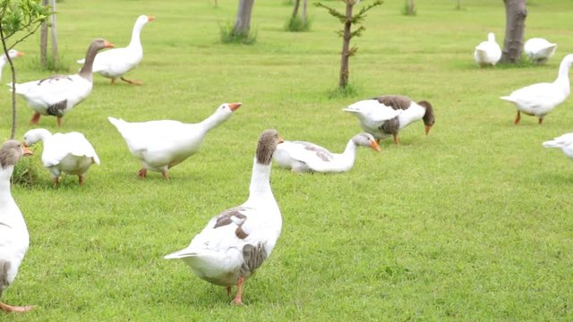 Geese graze on the grass. A flock of geese in a meadow.