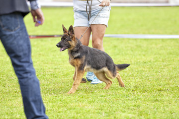 Perro desfilando delante del juez