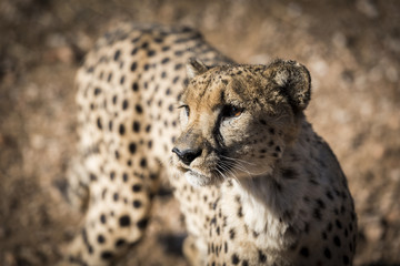 Gepard