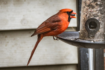 Hungry Cardinal