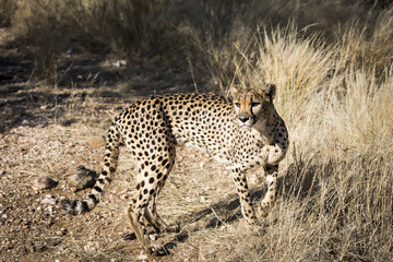 Gepard