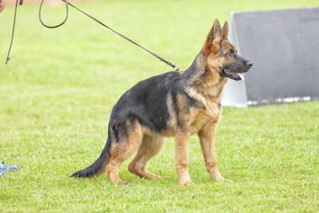 Perro de raza pastor alemán