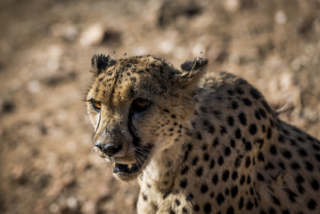 Gepard