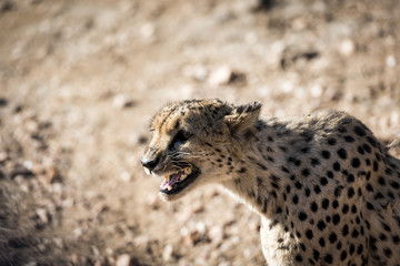 Gepard