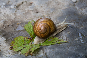 snail