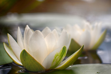 Lovely flowers White Nymphaea alba, commonly called water lily or water lily among green leaves and blue water - 163830602