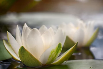 Abwaschbare Fototapete Wasserlilien Schöne Blumen Weiße Nymphaea alba, allgemein als Seerose oder Seerose zwischen grünen Blättern und blauem Wasser bezeichnet