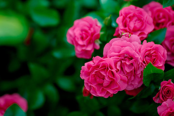 Bright pink roses background.Pink roses background.Pink rose in the garden.Beautiful pink rose in the garden.Pink roses in the park
