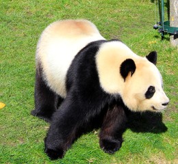 Fototapeta premium Panda