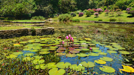 Lake with beautiful water lilies and variety of plants and trees in Peradeniya Royal Botanical...