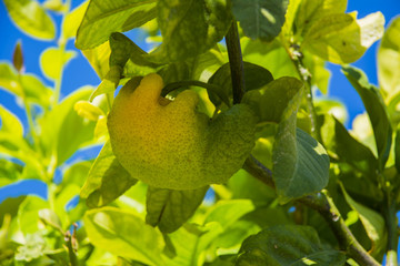 Lemon tree branch with fruit