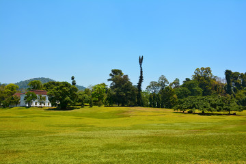 Green meadow and variety of plants and trees in Royal Botanical garden Peradeniya, located in Kandy (Sri Lanka)