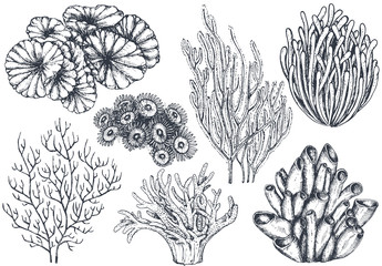 Vector collection of hand drawn ocean plants and coral reef elements