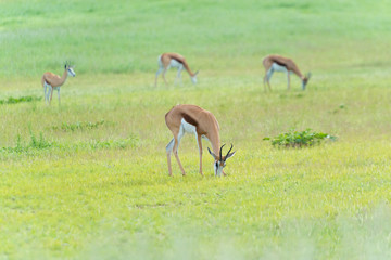 Springböcke weiden im grünen Auob Tal, Kgalagadi-Transfrontier-Nationalpark, Südafrika