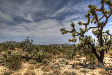 Fototapeta na wymiar Joshua Tree desert