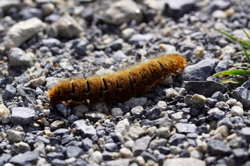 Braune Raupe / Eichenspinner (Lasiocampa quercus) 