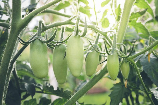 Unripe San Marzano tomatoes