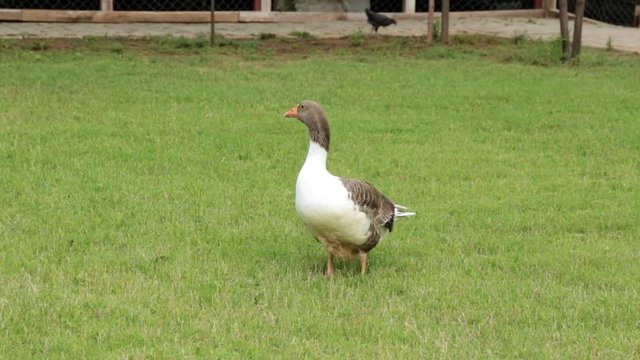 One goose on a green meadow. Goose on the grass. Geese, poultry, farm.