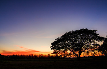 tree silhouette over sunset