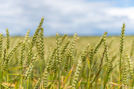 Ährenfeld Bilder Durchsuchen 36,288 Archivfotos, und