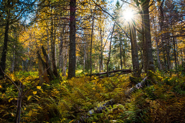 forêt magnifique soleil 