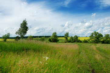 Sunny summer scene with trees growing in fields