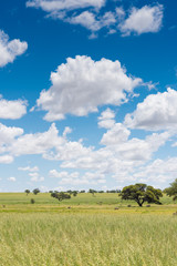 Natur pur im Auob Tal im Kgalagadi-Transfrontier-Nationalpark, Südafrika