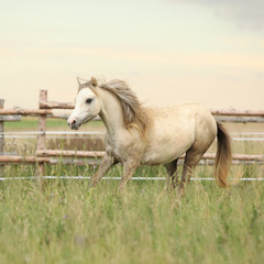Beautiful pony moving on pasturage