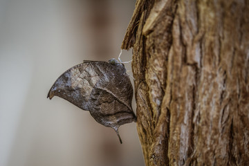 Leaf Butterfly