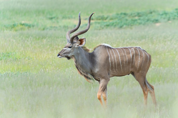 Kudu Männchen im Auob Tal, Kalahari, Südafrika