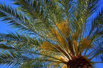 Palm leaves, sky view