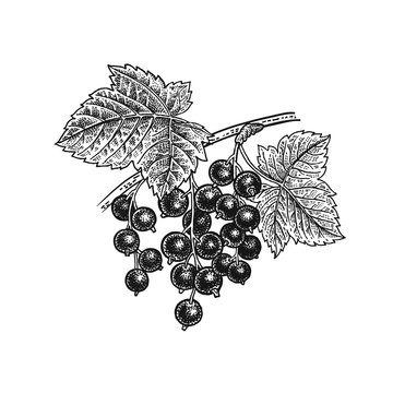 Black Currant. Realistic Hand Drawing.