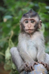 Bali Monkey forrest