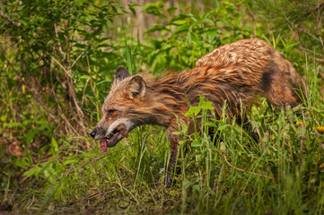 Red Fox Vixen (Vulpes vulpes) Runs Left With Meat
